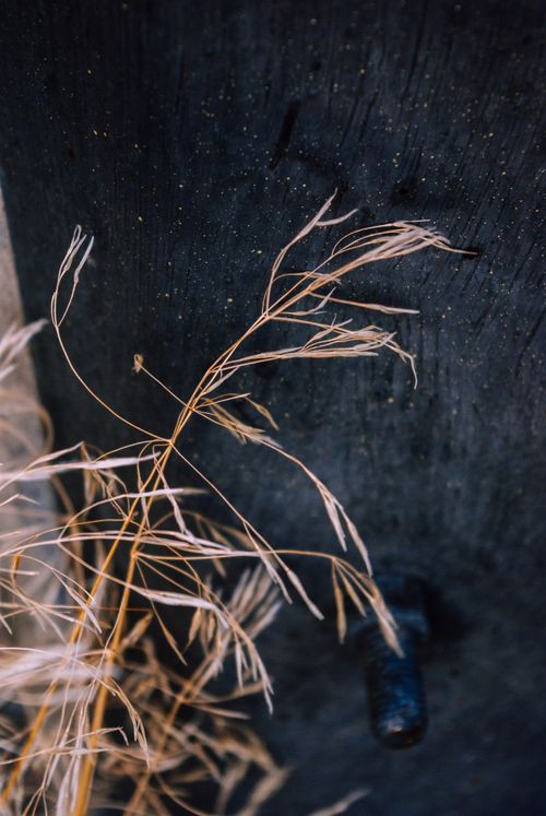 Free Artistic shot of withered grass stems on a black textured background. Stock Photo