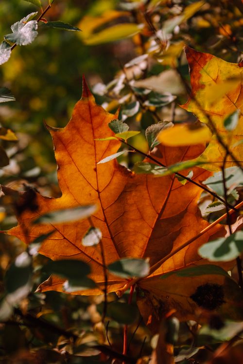 Free Detailed photo of a bright orange maple leaf amidst fall foliage capturing the essence of autumn. Stock Photo