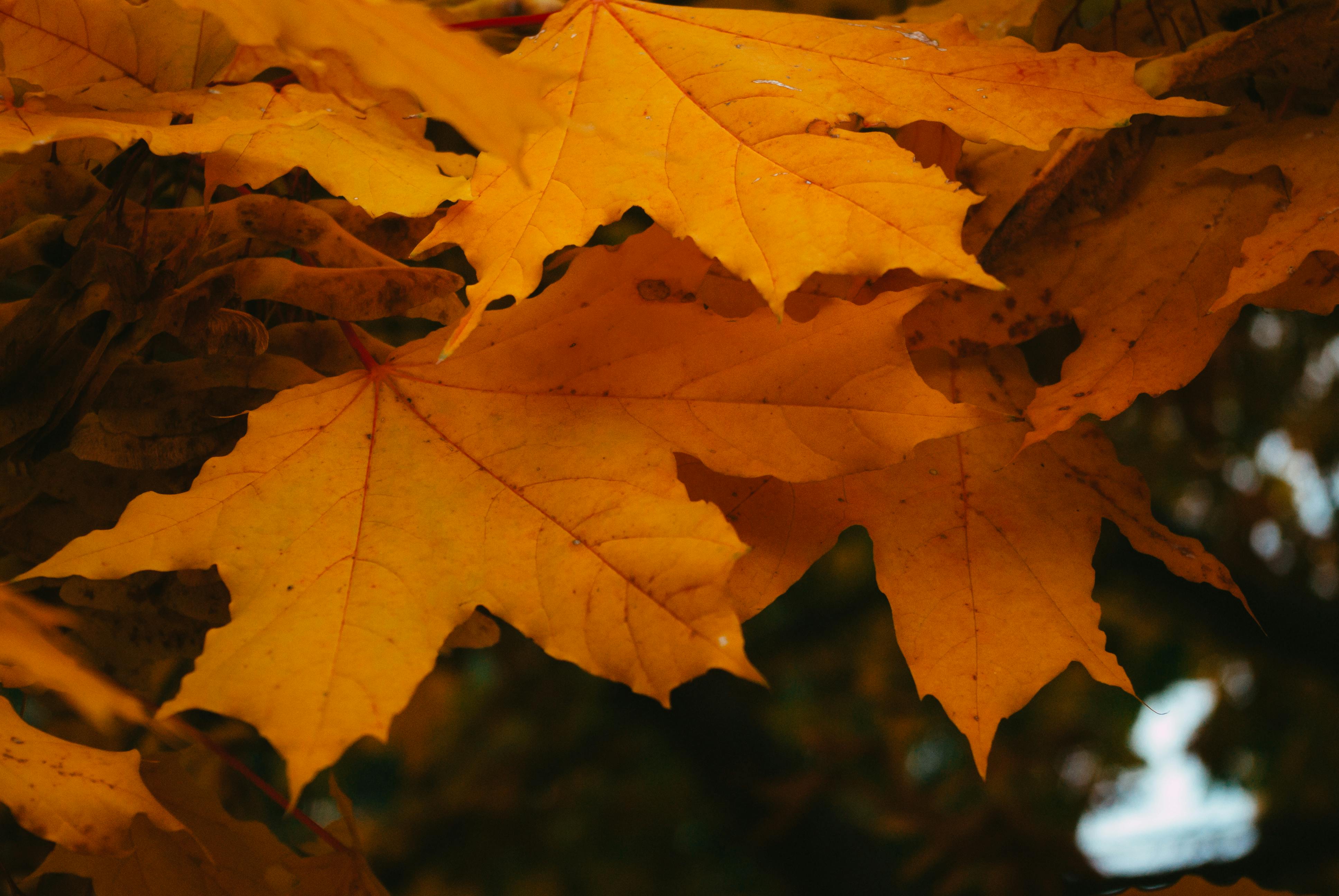 maple leaves falling