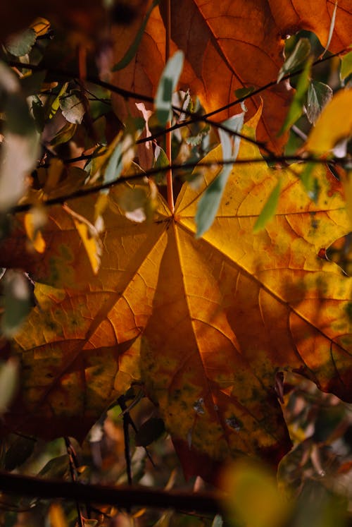 Close Up Shot of a Maple Leaf