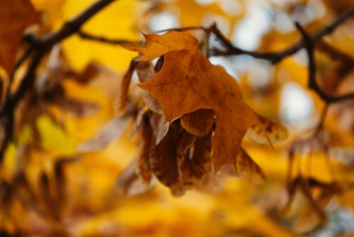 Free Detailed close-up of autumn maple leaves with warm, vibrant colors in natural setting. Stock Photo