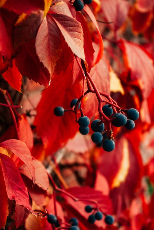 Red Leaves with Black Fruits 