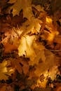Fallen Yellow Leaves
