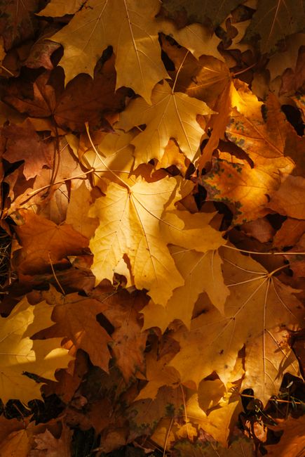 Vibrant autumn maple leaves illuminated by sunlight in a serene forest setting.