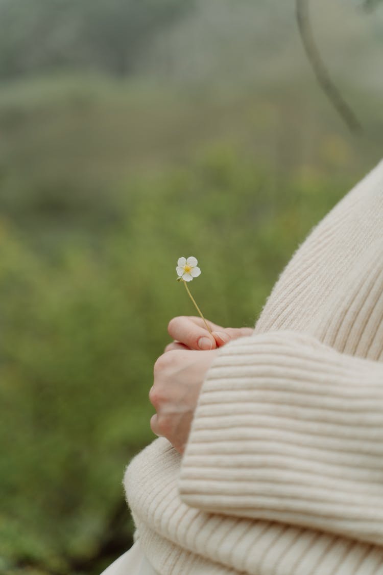 Selective Focus Photo Of A Person's Hand Holding A Small Chamomile Flower