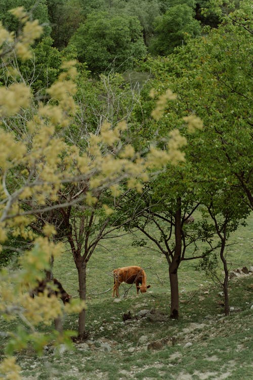 Imagine de stoc gratuită din animal, copaci verzi, fotografiere verticală