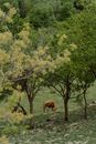 Free stock photo of background, caucasus, color
