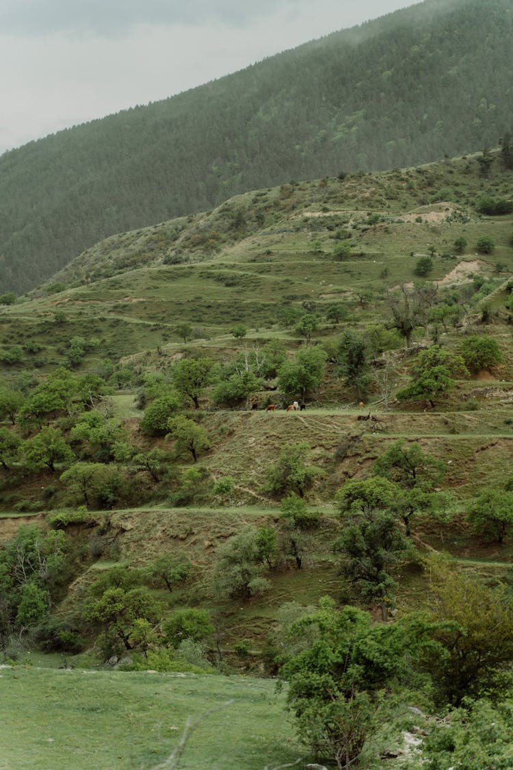 Trees On A Mountain Side 