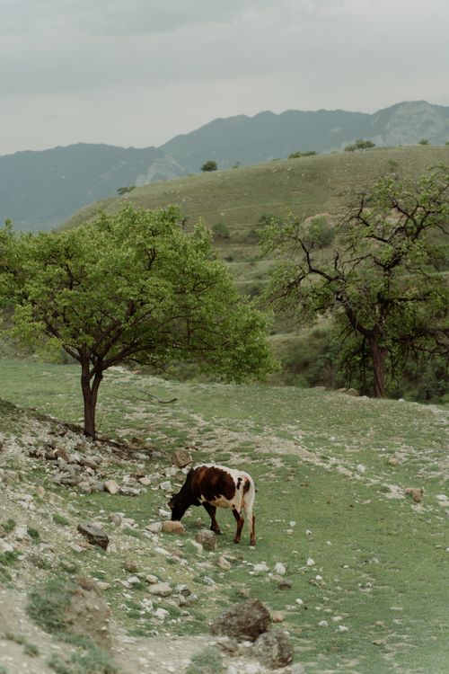 Free A picturesque rural scene of a cow grazing in a verdant hillside with trees and distant mountains. Stock Photo
