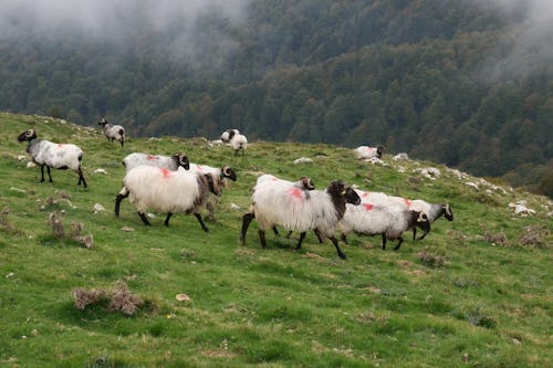 Free Flock of Sheep on Grassland Stock Photo