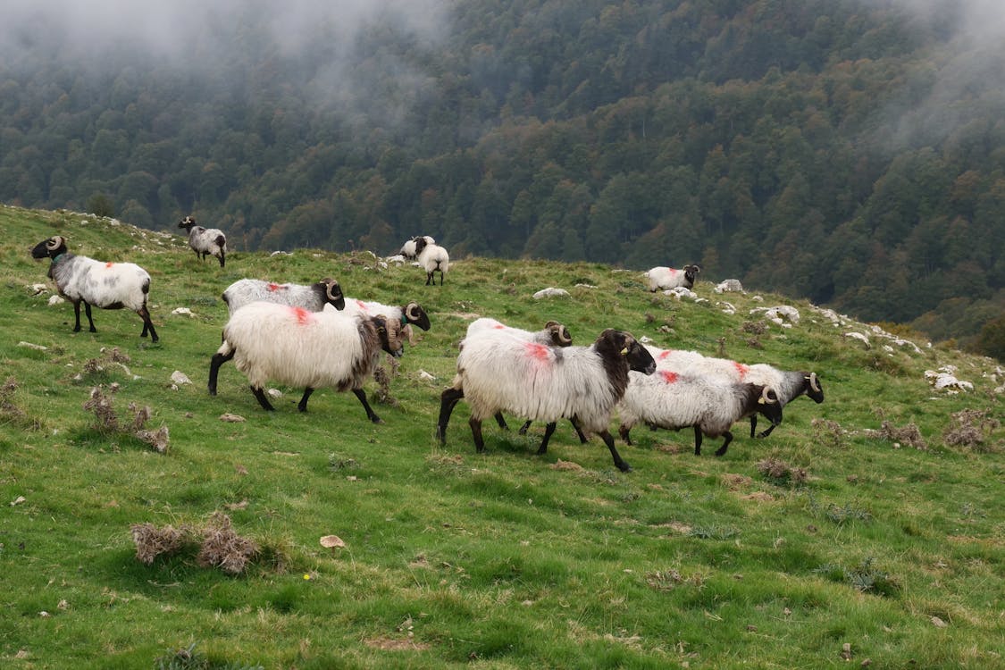 Flock of Sheep on Grassland