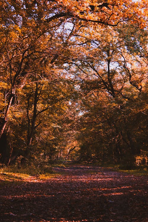 Imagine de stoc gratuită din cădere, cale, fotografiere verticală