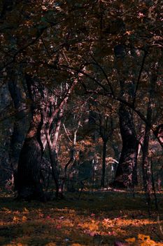 Sunlight filtering through dense forest in autumn creates stunning silhouettes and shadows.