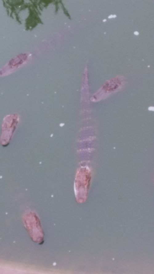 Free stock photo of alligator, danger, pond Stock Photo