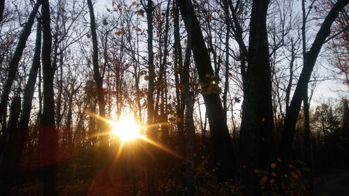 Free stock photo of sun, sunset, trees Stock Photo