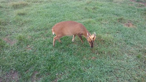 Free stock photo of animal, deer, small deer Stock Photo