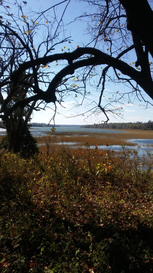 Free stock photo of autumn, lake, tree Stock Photo