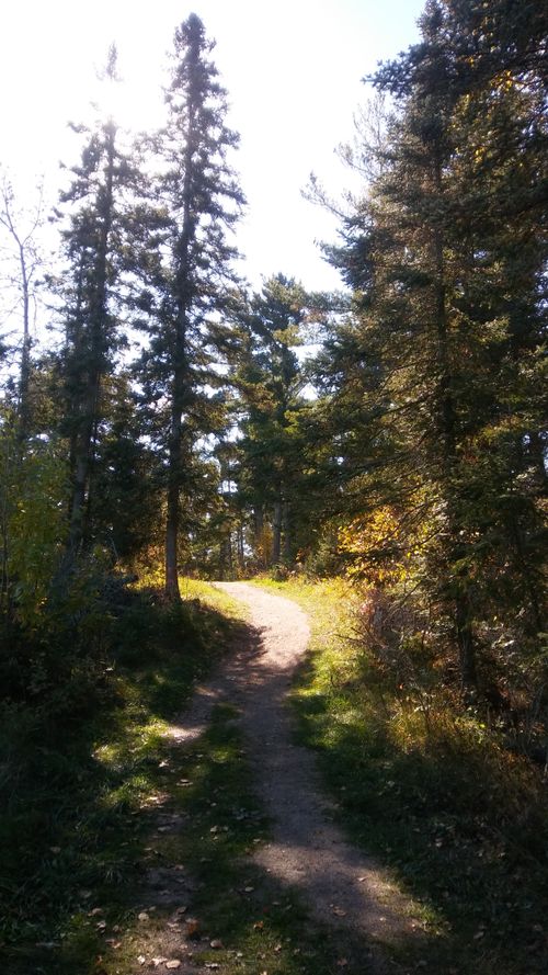 Free stock photo of forest, forest path, hiking Stock Photo