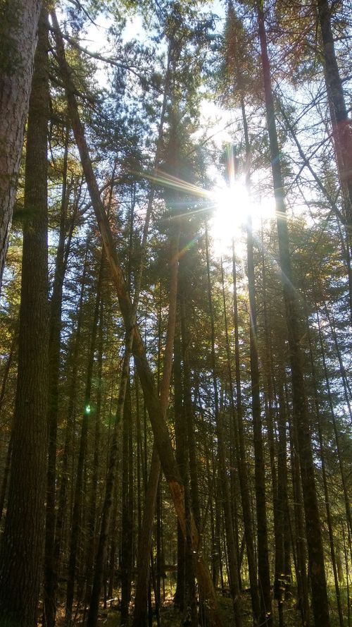 Free stock photo of forest, sun, trees Stock Photo