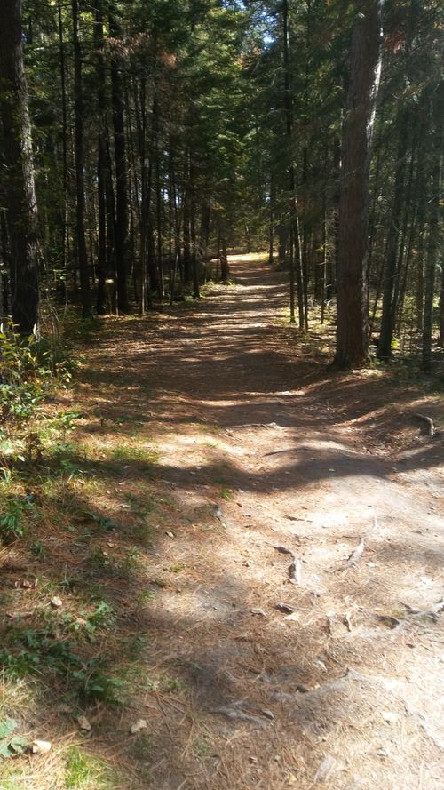 Free stock photo of forest, forest path, hike Stock Photo