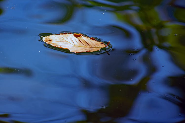 A Leaf Floating In The Water 