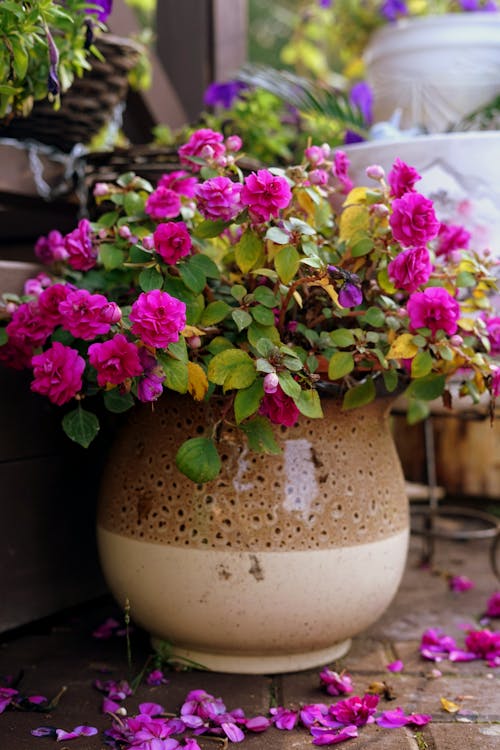 Free A Bougainvillea in a Flowerpot Stock Photo
