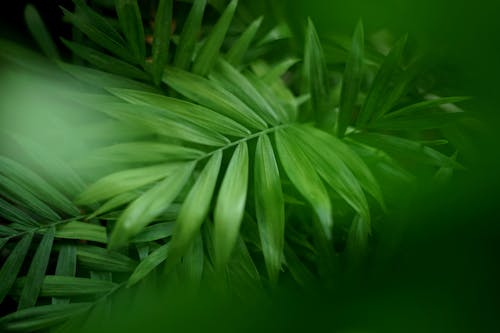 Free A Lush Green Leaves of the Parlor Palm Plant Stock Photo