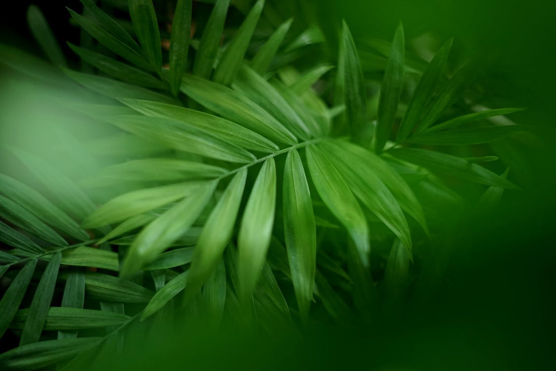 A Lush Green Leaves of the Parlor Palm Plant