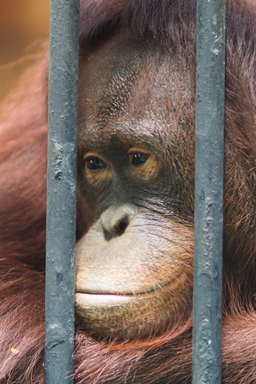 Free stock photo of ape, great apes, monkey