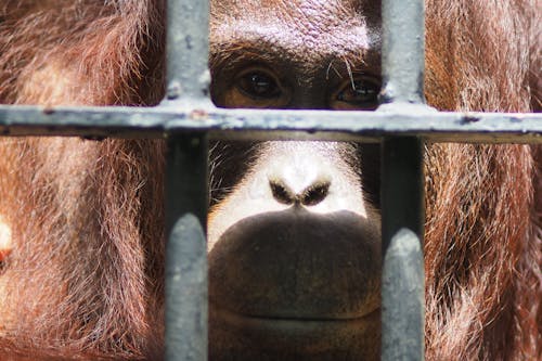 Free stock photo of ape, great apes, monkey