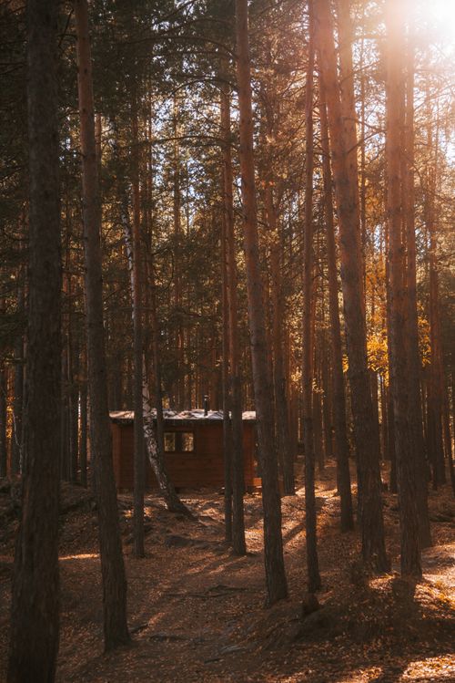 Free A serene wooden cabin surrounded by towering trees bathed in soft dawn light, perfect for nature lovers. Stock Photo