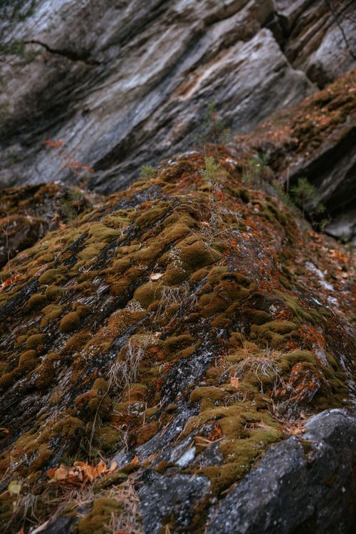 Free Close-up of a moss-covered boulder with autumn leaves in a forest setting. Stock Photo