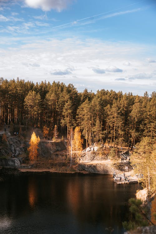 Бесплатное стоковое фото с вертикальный выстрел, деревья, лес