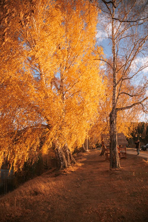 Immagine gratuita di alberi, autunno, cadere