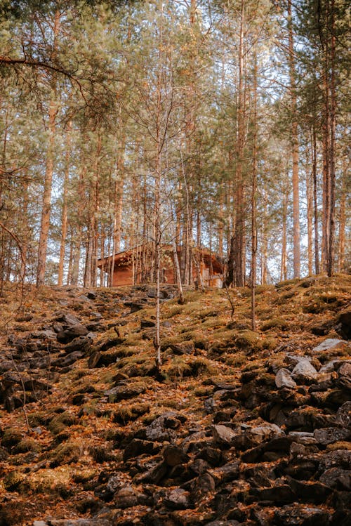 Immagine gratuita di alberi, cabina, casa