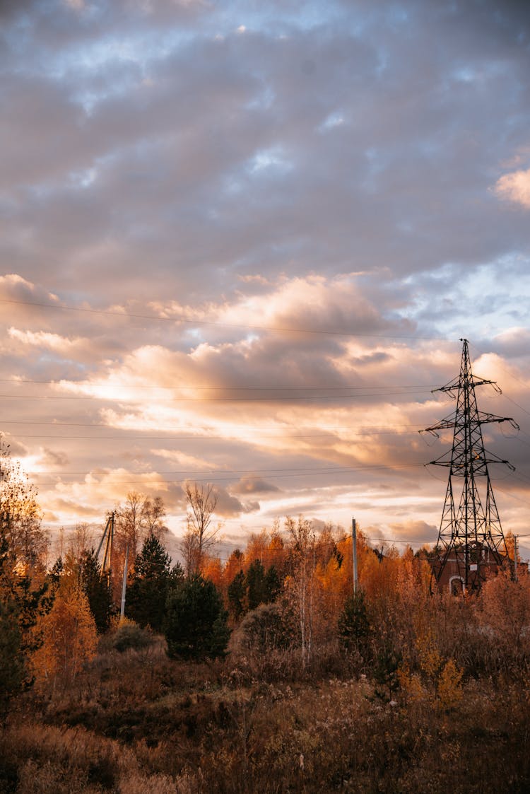 Power Lines Towering Above Trees