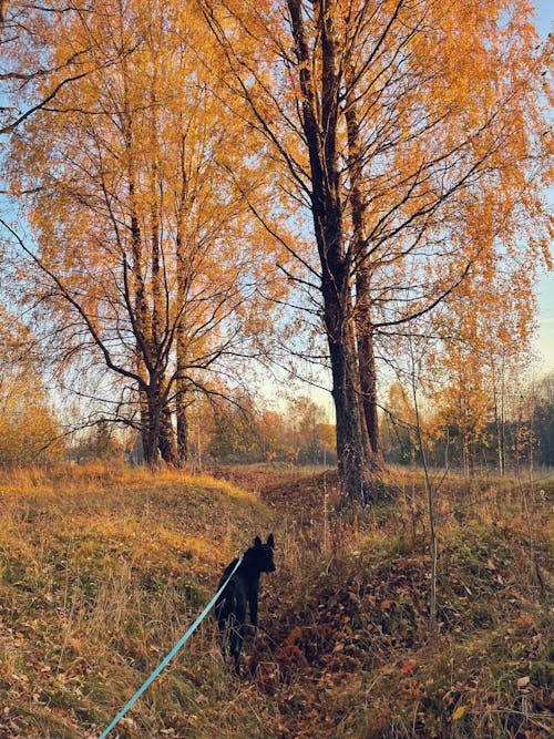 Free stock photo of autumn, autumn mood, big dog Stock Photo