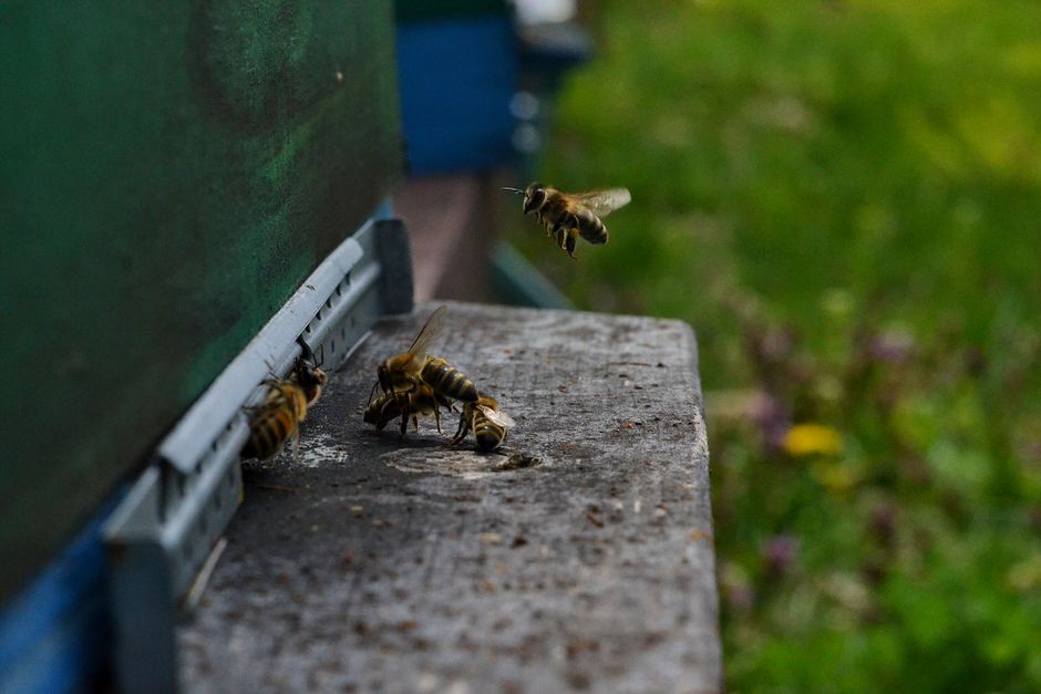 Honey bees gathering busily at the entrance of their hive in a garden