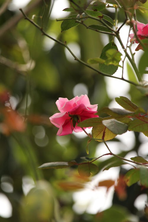 꽃, 꽃잎, 로우앵글 샷의 무료 스톡 사진