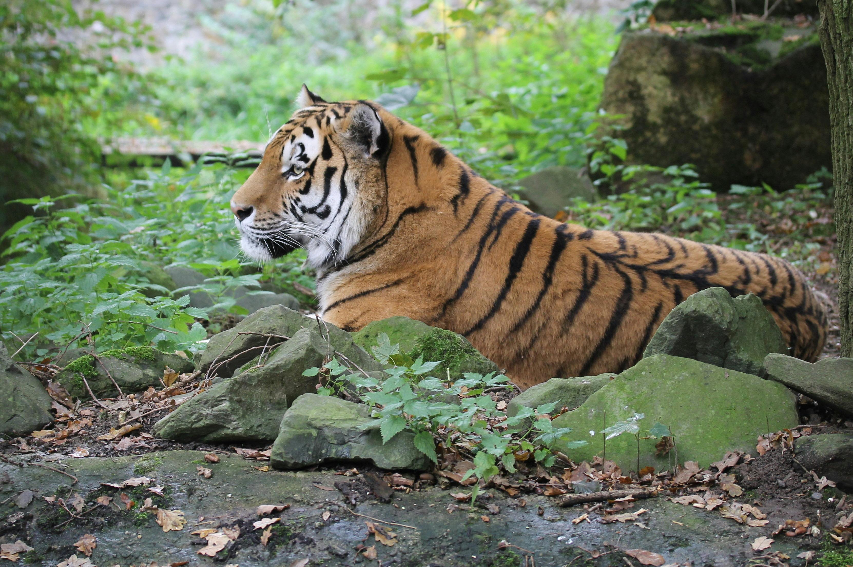 Siberian Tiger Photos, Download The BEST Free Siberian Tiger Stock ...