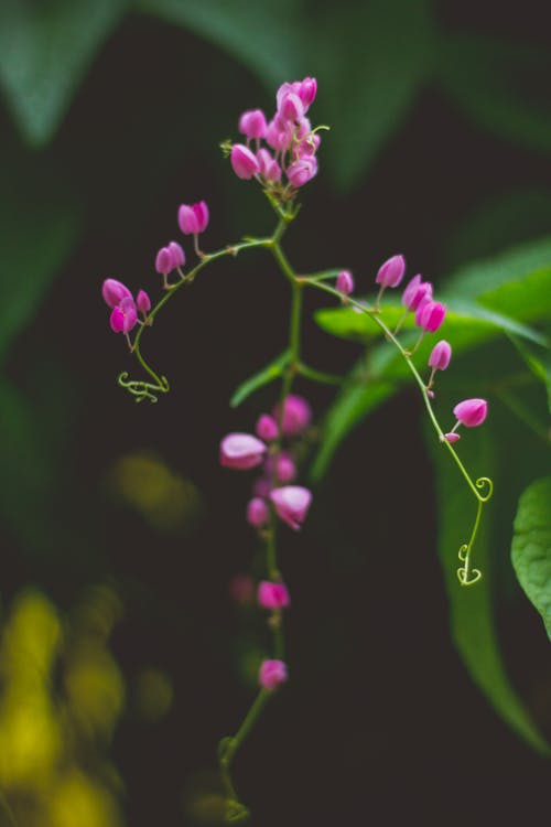 Gratis lagerfoto af blomsterknopper, blomstermotiv, delikat