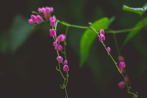 Gratis lagerfoto af blomsterfotografering, flora, lyserøde blomster