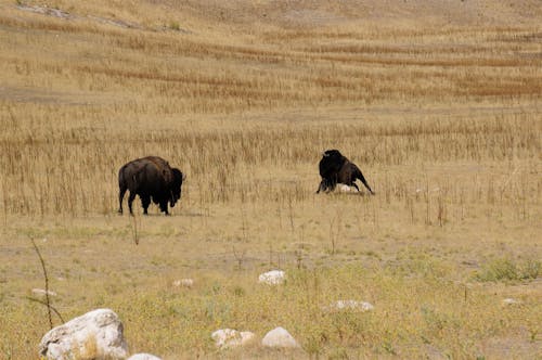 갈색 잔디, 동물 사진, 들소의 무료 스톡 사진