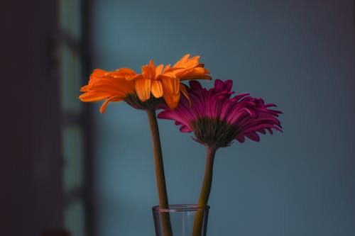 Безкоштовне стокове фото на тему «впритул, квіти, квітка»