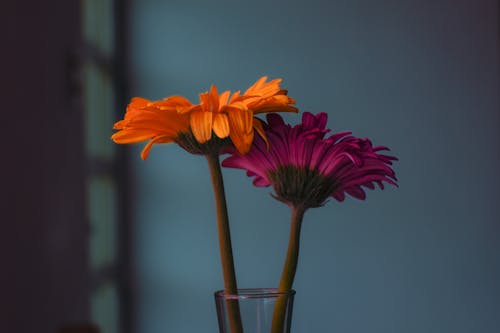 Flowers in Close Up Photography