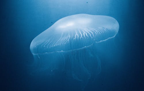 A Jellyfish Under the Water