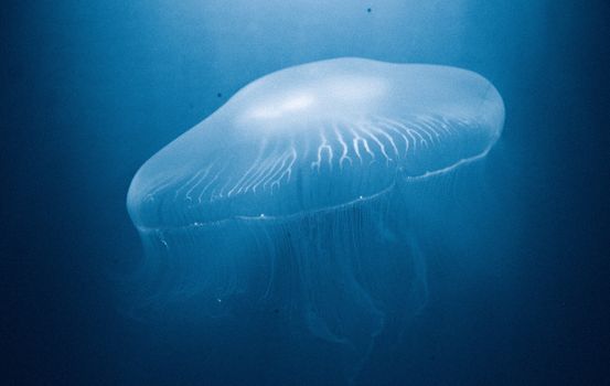 Graceful jellyfish captured underwater showcasing its delicate structure and beauty.