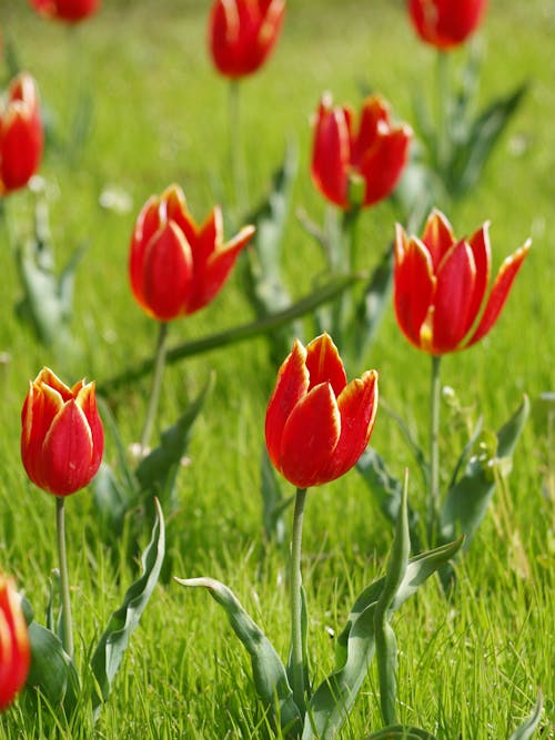 免费 红色花瓣花的选择性聚焦摄影 素材图片