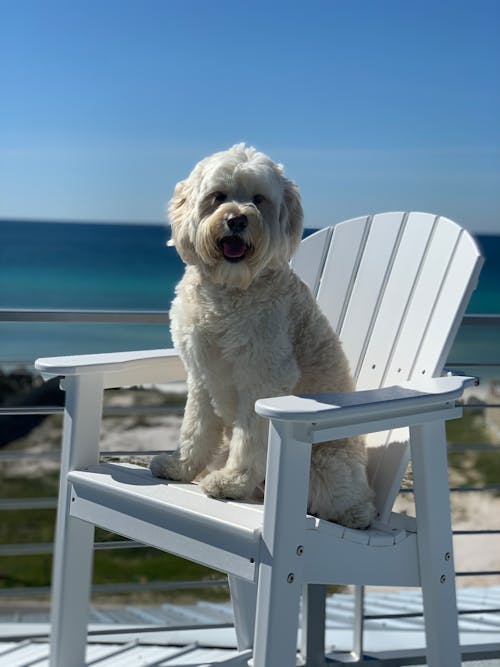 Free stock photo of 30a, dog at beach, doodle Stock Photo