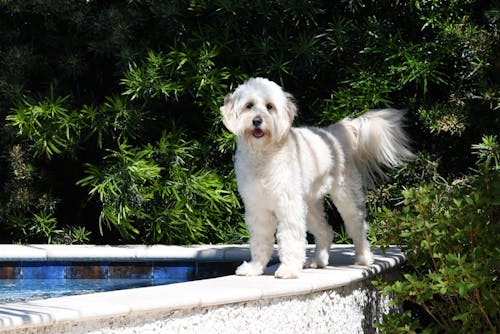Free stock photo of dog at pool, doodle, goldendoodle Stock Photo